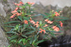Impatiens verticillata